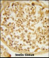 DZIP1 Antibody (Center)